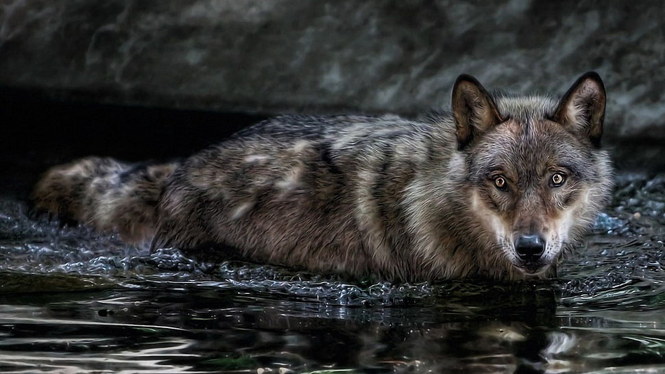 brown wolf in body of water during daytime HD wallpaper